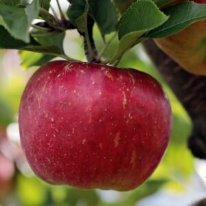 apple, red, red apple, apple plantation, yummy, fruit, vitamins, fresh, nature, healthy, ripe, pome fruit family, apple trees, orchards, trees, fruit trees, fall, harvest, harvested, apple, apple, apple, apple, apple